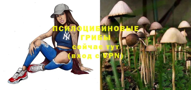 Галлюциногенные грибы Cubensis  где купить   Губаха 